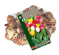 Grønne Fingre® tulipanløg 'Triumph Mix' 35 stk.